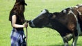 Young woman stroking a cow. ÃÂ¡ontented cow Royalty Free Stock Photo
