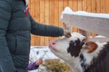 A young woman stroking a cow in a snow stall.. A child`s hand gives a cow hay Royalty Free Stock Photo