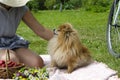 Young woman is stroking an orange german pomeranian spitz.