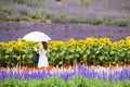 A young woman strolled amongst blooming flowers during summer season in Choei flower farm, Nakafurano, Hokkaido, Japan. Royalty Free Stock Photo