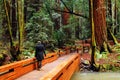 A young woman strolls on a path through a redwood forest Royalty Free Stock Photo