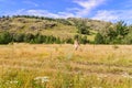 Young woman in summer dress runs across the field in the summer Royalty Free Stock Photo