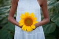 Young woman in the sunflower field. Girl holding a sunflower in a hand Royalty Free Stock Photo