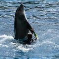 A Young Woman Swimming with a Dolphin Royalty Free Stock Photo