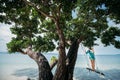 A young woman is swinging on a swing in the shade of a big tree by the sea. Girl on the beach swing on the coast of a tropical Royalty Free Stock Photo