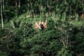 Young woman swings in the jungle of Bali island. Rainforest of Indonesia. Travel concept.