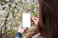 Young woman takes photo on smartphone blooming spring tree Royalty Free Stock Photo