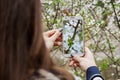 Young woman takes photo on smartphone blooming spring tree Royalty Free Stock Photo