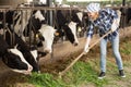 Young woman taking care of cows in cows barn