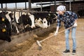 Young woman taking care of cows in cows barn