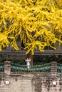 Young woman taking photos of yellow leaves on gingko trees