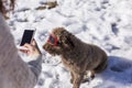 Young woman taking a picture with mobile phone to he brown dog sitting on the snow and wearing red ski goggles Royalty Free Stock Photo