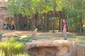 Young woman training Cheetah before the eyes of a group of people and employees at Bush Gardens