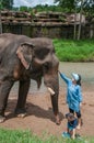 Young woman traveler feeds the elephant