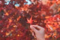 Young woman traveler looking beautiful autumn leave fall in Japan