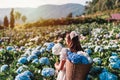 Young woman traveler relaxing and enjoying with blooming hydrangeas flower field in Thailand, Travel lifestyle concept Royalty Free Stock Photo