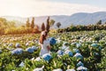 Young woman traveler relaxing and enjoying with blooming hydrangeas flower field in Thailand Royalty Free Stock Photo