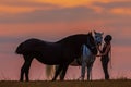 Young woman with two black and white horses and cuddles with both of them Royalty Free Stock Photo