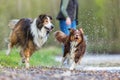 Young woman with two dogs at a river Royalty Free Stock Photo