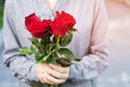 Young woman two hands holding red rose flower nature beautiful flowers Royalty Free Stock Photo