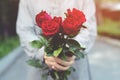 Young woman two hands holding red rose flower Royalty Free Stock Photo