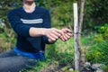 Young woman tying tree to stake