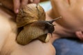 Young woman undergoing treatment with giant Achatina snails in b
