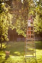 Young woman up on a ladder picking apples from an apple tree