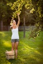 Young woman up on a ladder picking apples from an apple tree Royalty Free Stock Photo