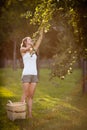 Young woman up on a ladder picking apples from an apple tree Royalty Free Stock Photo