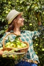 Young woman up on a ladder picking apples from an apple tree on a lovely sunny summer day Royalty Free Stock Photo