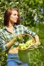 Young woman up on a ladder picking apples from an apple tree on a lovely sunny summer day Royalty Free Stock Photo