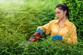 Woman using  cordless electric hedge cutting and trimming plant in garden at home Royalty Free Stock Photo