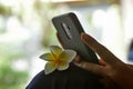 Young woman relax using mobile phone on bright bokeh light background with a bali frangipani flower. Royalty Free Stock Photo