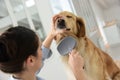 Young woman vet brushing dog Royalty Free Stock Photo