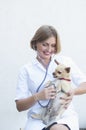 young woman veterinarian listens to the chihuahua dog with a phonedoscope Royalty Free Stock Photo