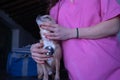 Young woman veterinarian in pink medical suit auscultating with a stethoscope a small dog who is very relaxed. Concept working Royalty Free Stock Photo