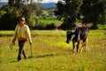 A young woman walking in a field with a cow Royalty Free Stock Photo