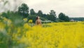 Young woman walking in a flower field. Beautiful landscape summer flower field Royalty Free Stock Photo