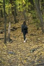 Young woman walking in the forest and enjoys autumn. Girl walks through the wood, fallen leaves under feet. Outdoor walk Royalty Free Stock Photo