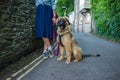 Young woman walking Leonberger puppy Royalty Free Stock Photo
