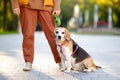 Young woman walking with old Beagle dog in the summer park. Obedient pet with his owner Royalty Free Stock Photo