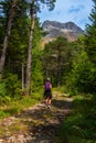Young woman walking in a pine woods at Lus La Croix Haut with mountains in the distance ,Drome France Royalty Free Stock Photo