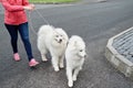 Young woman walking with two white samoyed dogs in summer park outdoors, copy space. Dog walker Royalty Free Stock Photo