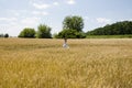 Young woman walks in field towards sun. dreamy woman walking in nature. enjoying spring in field. walking on wheat field in summer Royalty Free Stock Photo