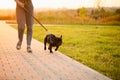 Young woman walks with her French bulldog dog in summer park at sunset. Submissive pet with its owner, friendship Royalty Free Stock Photo