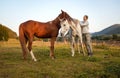 Young woman walks near two arabian horses on green meadow Royalty Free Stock Photo