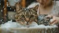 a young woman washes a cat in the washbasin. the cat is all wet and covered in shampoo foam