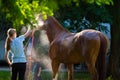 A young woman washes a horse on a farm