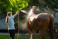 A young woman washes a horse on a farm